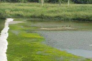 Stormwater Settling Pond Rehabilitation